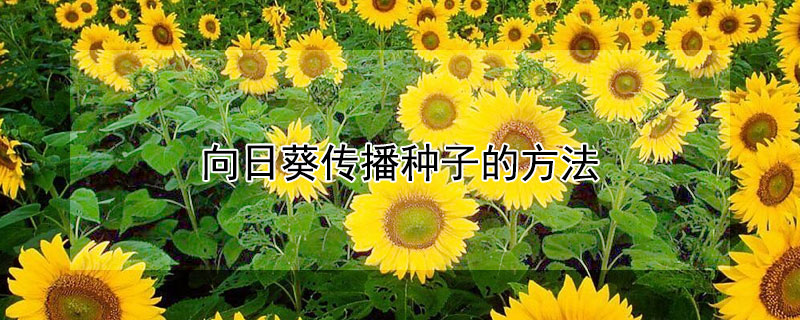 向日葵传播种子的方法（向日葵传播种子的方法有哪些二年级）
