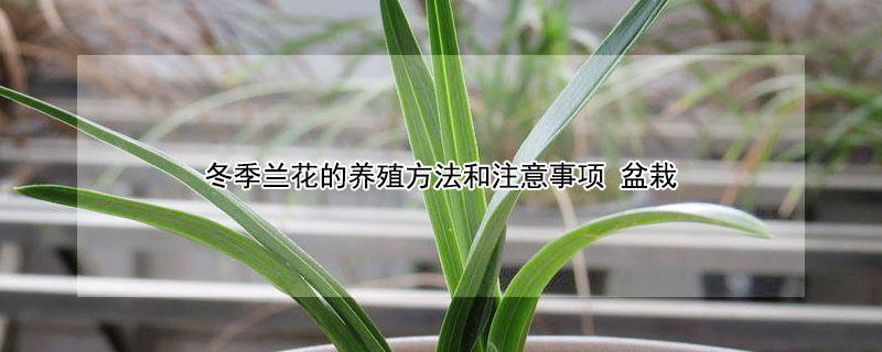 冬季兰花的养殖方法和注意事项（兰花冬季的养殖方法和注意事项有哪些）