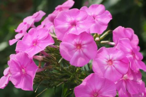 福禄考可以室内养吗