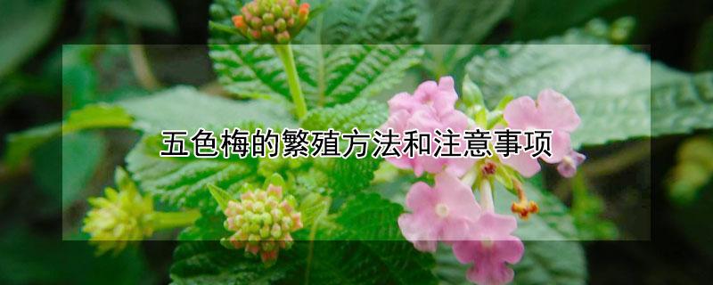 五色梅的繁殖方法和注意事项（五色梅花的养殖方法和注意事项）