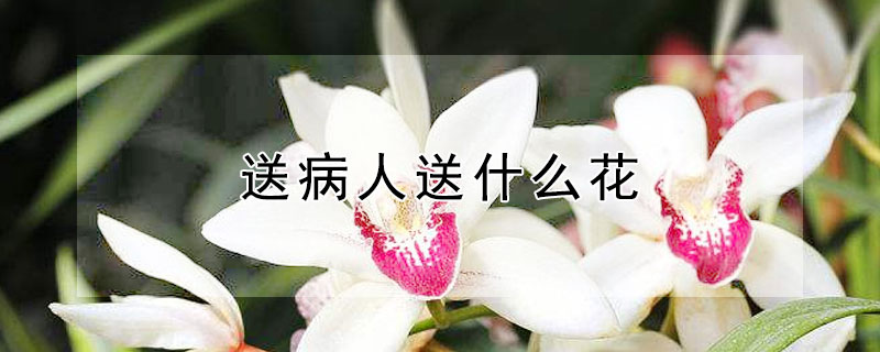 送病人送什么花（送病人送什么花好）