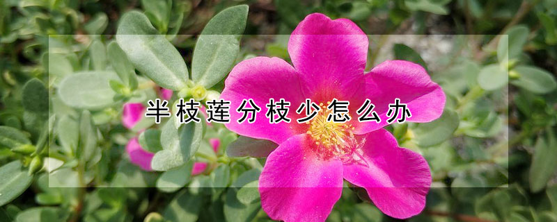 半枝莲分枝少怎么办（半枝莲是怎样的）