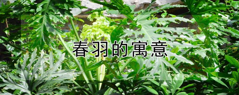 春羽的寓意（春羽的寓意与风水）