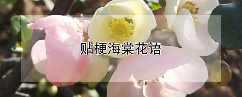 贴梗海棠花语 贴梗海棠花语和寓意
