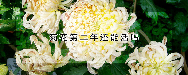 菊花第二年还能活吗(菊花冬天死了第二年还能活吗)