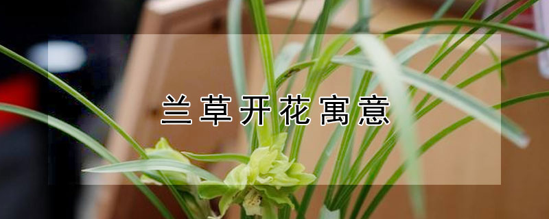 兰草开花寓意（兰花草开花寓意）