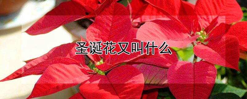 圣诞花又叫什么 圣诞花又叫什么花