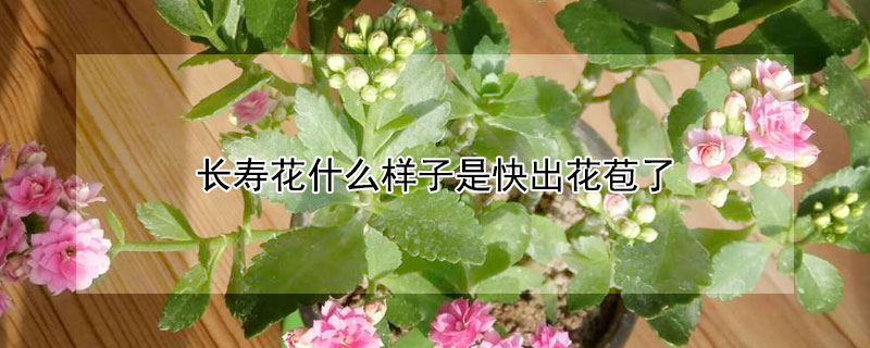 长寿花什么样子是快出花苞了 长寿花刚开始长花苞