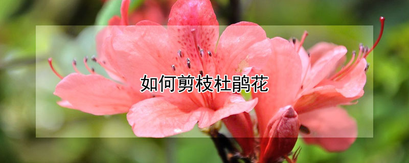 如何剪枝杜鹃花 怎么剪杜鹃花
