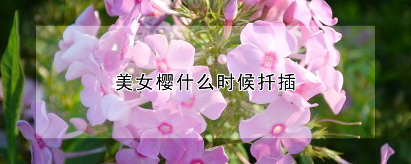 美女樱什么时候扦插 美女樱什么时候扦插最好