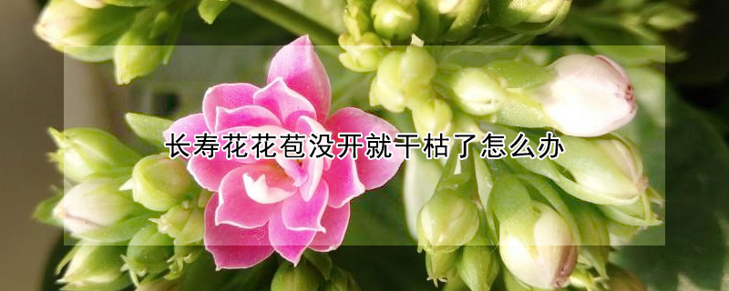 长寿花花苞没开就干枯了怎么办（长寿花花还没开花苞就干掉了死掉了是什么原因）