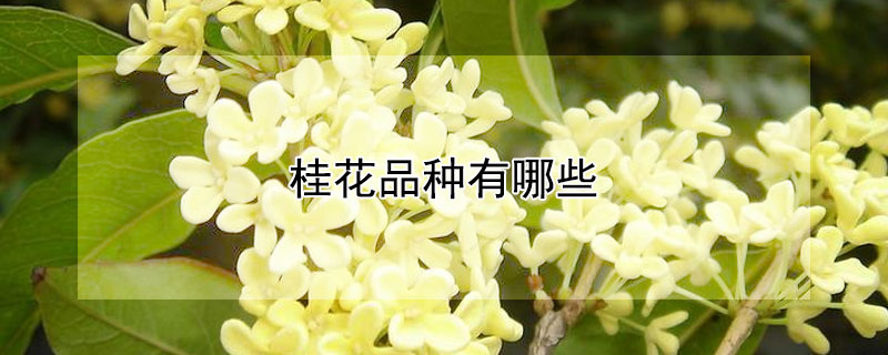 桂花品种有哪些 桂花品种有哪些?