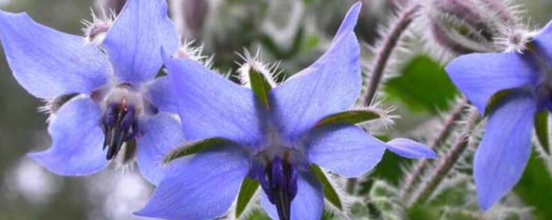 琉璃苣花语(琉璃苣花语一句话)