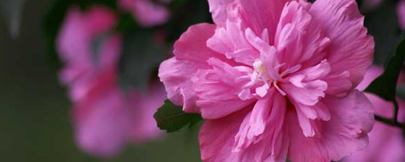 木槿花开什么意思 木槿花开啥意思