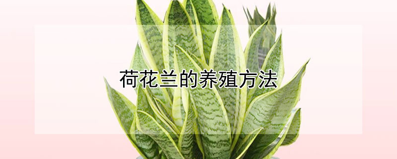 荷花兰的养殖方法 盆栽荷花兰的养殖方法