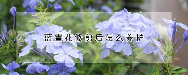 蓝雪花修剪后怎么养护（蓝雪花开花后怎样修剪）