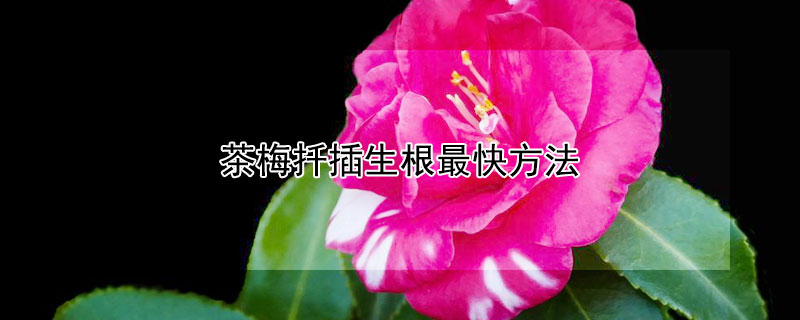 茶梅扦插生根最快方法（茶花扦插生根最快方法）