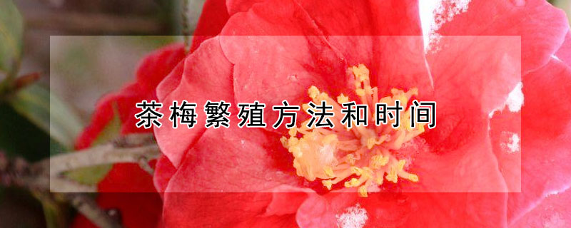 茶梅繁殖方法和时间（茶梅栽种时间）