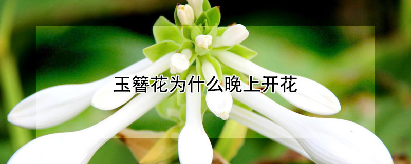 玉簪花为什么晚上开花（玉簪花晚上开还是白天开）