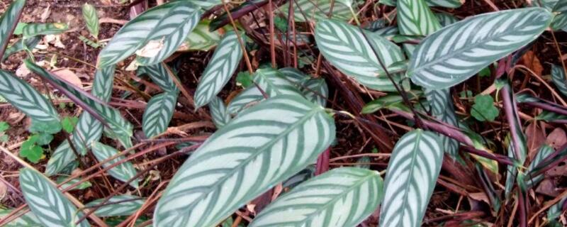 银羽竹芋的花语（银羽竹芋的寓意）