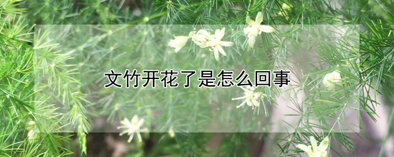 文竹开花了是怎么回事 文竹开花是什么原因