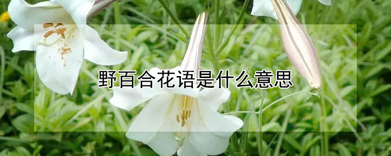 野百合花语是什么意思(野百合的花语和象征意义)