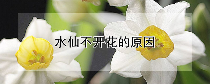 水仙不开花的原因（水仙花不开花什么原因）