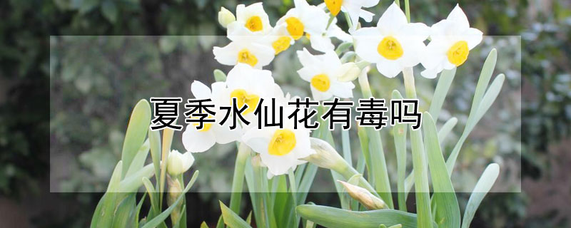 夏季水仙花有毒吗 水仙花有无毒