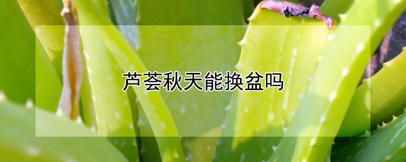 芦荟秋天能换盆吗 什么季节可以给芦荟换盆