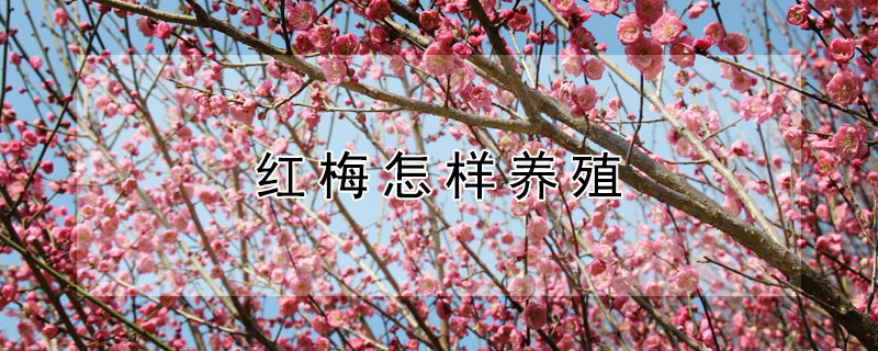 红梅怎样养殖 红梅的养殖方法和注意事项