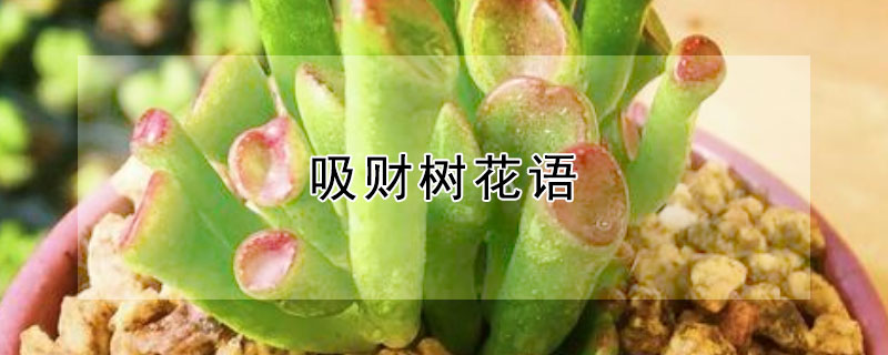 吸财树花语（吸财树花语象征与寓意）