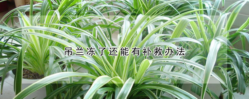 吊兰冻了还能有补救办法(吊兰冻伤了怎么补救)