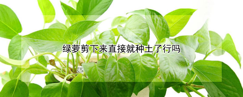 绿萝剪下来直接就种土了行吗(绿萝剪枝可以直接栽在土里吗)