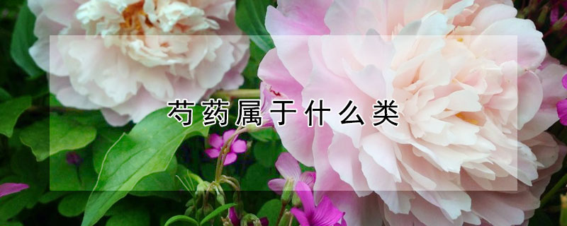 芍药属于什么类 芍药属于什么类型