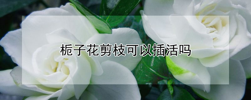 栀子花剪枝可以插活吗（栀子花剪枝能插活吗）