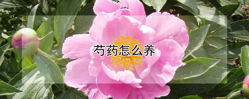 芍药怎么养(芍药怎么养才长得好)