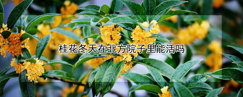 桂花冬天在北方院子里能活吗（桂花可以种在北方院子里吗）