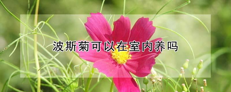 波斯菊可以在室内养吗 波斯菊好不好养