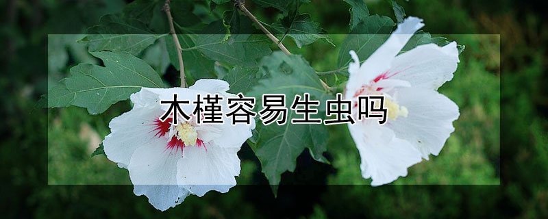 木槿容易生虫吗（木槿容易长虫吗）