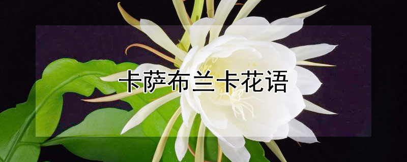 卡萨布兰卡花语（8朵卡萨布兰卡花语）