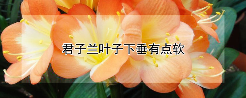 君子兰叶子下垂有点软（君子兰叶子发软下垂怎么回事）