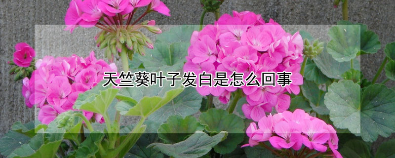 天竺葵叶子发白是怎么回事（天竺葵夏天叶子发白有什么补救方法）