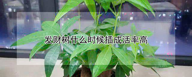 发财树什么时候插成活率高 怎样插发财树成活率高