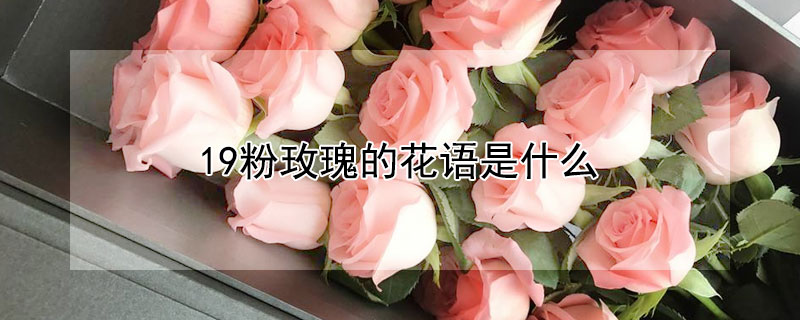 19粉玫瑰的花语是什么 19朵粉玫瑰的花语是什么?