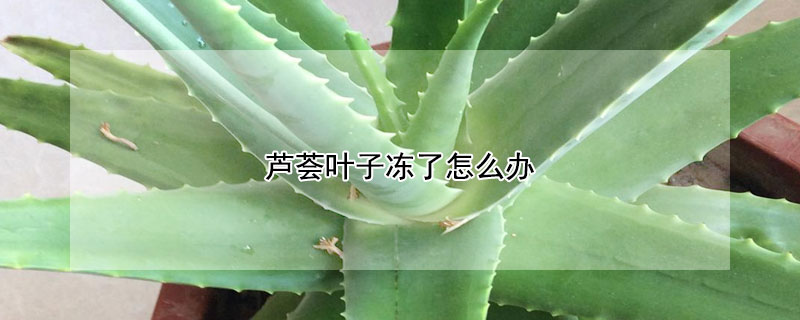 芦荟叶子冻了怎么办 冷冻后的芦荟叶子怎么用