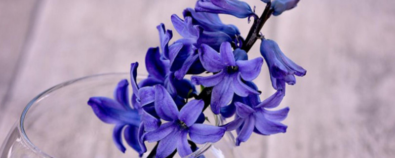 紫色风信子花语是什么 紫粉色风信子花语