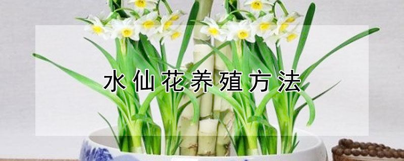 水仙花养殖方法 水仙花养殖方法(水培施肥