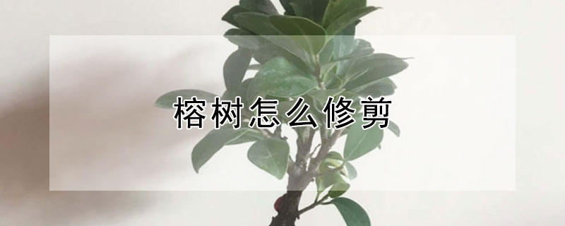 榕树怎么修剪 人参榕树怎么修剪