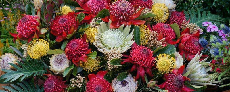 南非公主花寓意（南非小公主花）