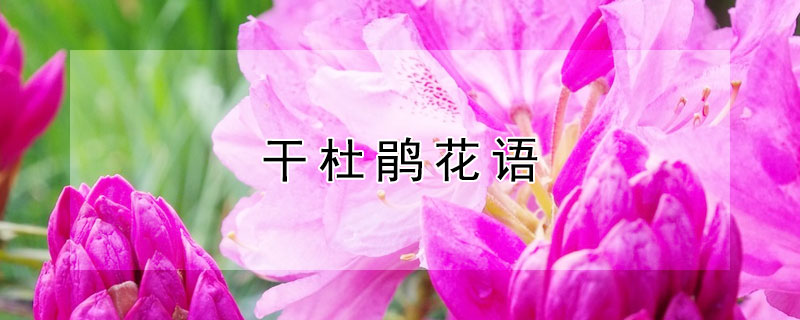 干杜鹃花语 干杜鹃花语的生命力